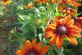 Image result for Rudbeckia Paradisio