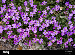 Attēlu rezultāti vaicājumam “Aubrieta deltoidea”