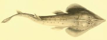 Image result for Acroteriobatus blochii