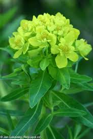 Attēlu rezultāti vaicājumam “Euphorbia palustris”