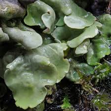 Attēlu rezultāti vaicājumam “Dermatocarpon luridum”