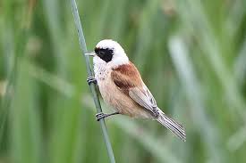 Image result for Remiz pendulinus