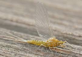 Attēlu rezultāti vaicājumam “Ephemeroptera imago”