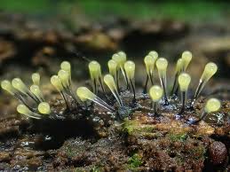 Attēlu rezultāti vaicājumam “Claustria didermoides macro”