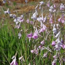 Attēlu rezultāti vaicājumam “Diderma rufostriatum young”
