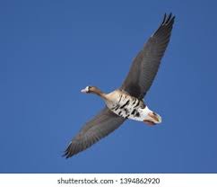 Attēlu rezultāti vaicājumam “Anser albifrons adult”