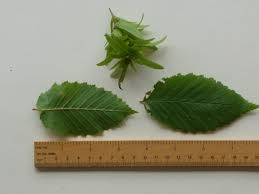 Attēlu rezultāti vaicājumam “Carpinus betulus leaf”
