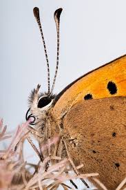 Attēlu rezultāti vaicājumam “Lycaena phlaeas underside”