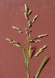 Attēlu rezultāti vaicājumam “Poa remota bud”