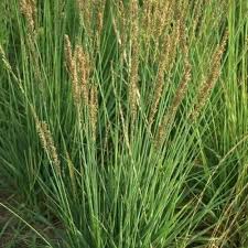 Attēlu rezultāti vaicājumam “Molinia caerulea leaf”