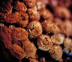 Attēlu rezultāti vaicājumam “Tubifera montana”