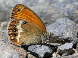 Attēlu rezultāti vaicājumam “Coenonympha arcania underside”
