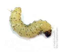 Attēlu rezultāti vaicājumam “Scardia boletella”