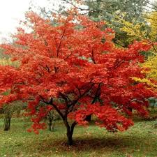 Attēlu rezultāti vaicājumam “Acer tataricum subsp. ginnala”