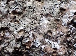 Attēlu rezultāti vaicājumam “Alyxoria varia”