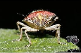 Attēlu rezultāti vaicājumam “Diderma roanense macro”