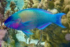 Image result for Scarus psittacus