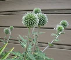 Attēlu rezultāti vaicājumam “Echinops sphaerocephalus leaf”