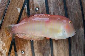 Image result for Xyrichtys novacula