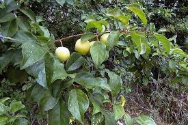 Attēlu rezultāti vaicājumam “Prunus cerasifera fruit”