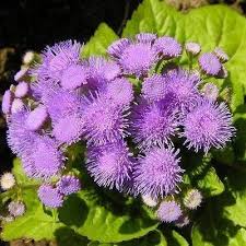 Image result for Ageratum mexicanum