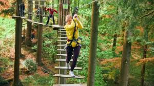 Image result for Go Ape! Whinlatter