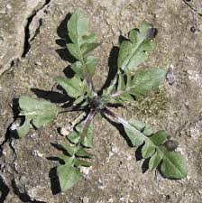 Attēlu rezultāti vaicājumam “Capsella bursa-pastoris leaf”