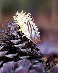 Attēlu rezultāti vaicājumam “Akanthomyces aculeatus”