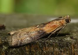 Attēlu rezultāti vaicājumam “Sciota adelphella”