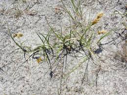 Attēlu rezultāti vaicājumam “Carex arenaria  flower”
