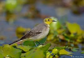 Attēlu rezultāti vaicājumam “Motacilla citreola”