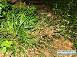 Attēlu rezultāti vaicājumam “Brachypodium sylvaticum fruit”