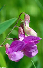 Attēlu rezultāti vaicājumam “Lathyrus palustris flower”