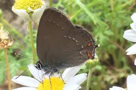 Attēlu rezultāti vaicājumam “Satyrium ilicis underside”