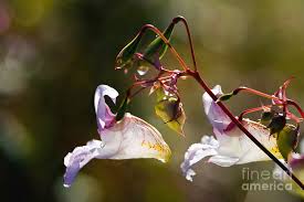 Image result for Impatiens glandulifera