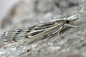 Attēlu rezultāti vaicājumam “Pediasia fascelinella”