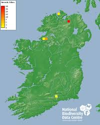 Attēlu rezultāti vaicājumam “Myurella julacea”