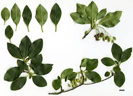 Attēlu rezultāti vaicājumam “Enkianthus chinensis leaf”