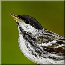 Image result for Dendroica striata