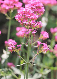 Attēlu rezultāti vaicājumam “Valerianaceae”