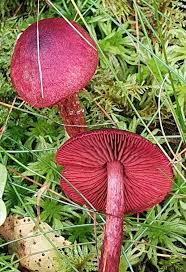 Attēlu rezultāti vaicājumam “Cortinarius sanguineus”