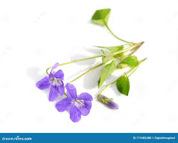 Attēlu rezultāti vaicājumam “Viola mirabilis leaf”