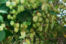 Attēlu rezultāti vaicājumam “Humulus lupulus fruit”