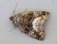 Attēlu rezultāti vaicājumam “Protodeltote pygarga”