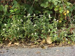 Image result for Galeopsis segetum