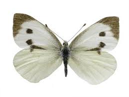 Attēlu rezultāti vaicājumam “Pieris brassicae”