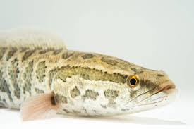 Image result for Channa argus