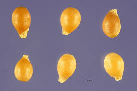 Attēlu rezultāti vaicājumam “Viola odorata bud”