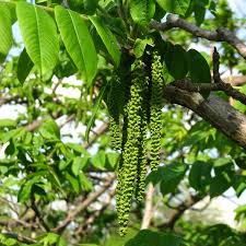 Attēlu rezultāti vaicājumam “Juglans mandshurica male flower”