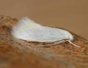 Attēlu rezultāti vaicājumam “Elachista argentella”